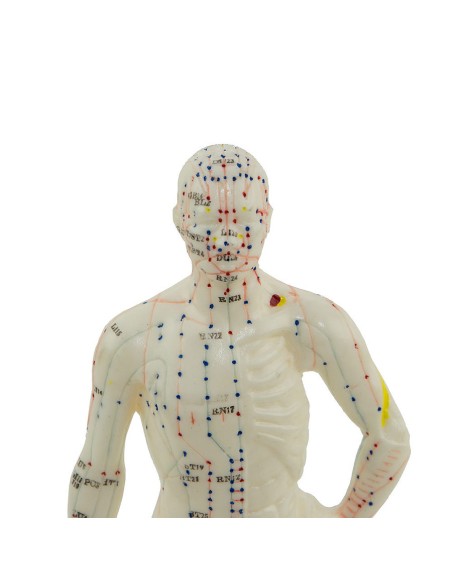 Male Desk Acupuncture Manikin