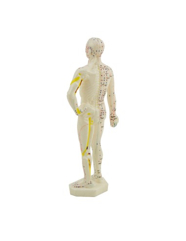 Male Desk Acupuncture Manikin
