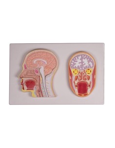 Erler Zimmer, median and frontal section of the head, C213