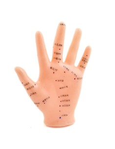 Modellino di mano per agopuntura a dimensioni naturali 2