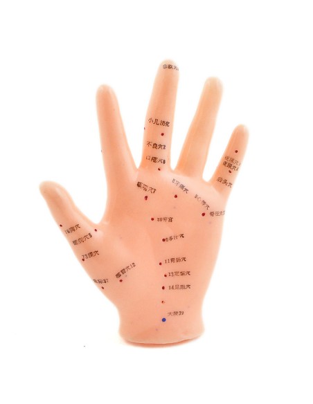 Life-size acupuncture hand model