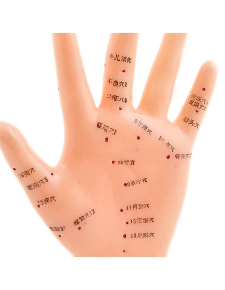 Life-size acupuncture hand model