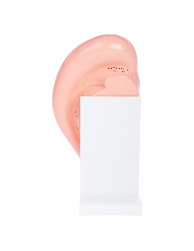 Enlarged acupuncture ear model