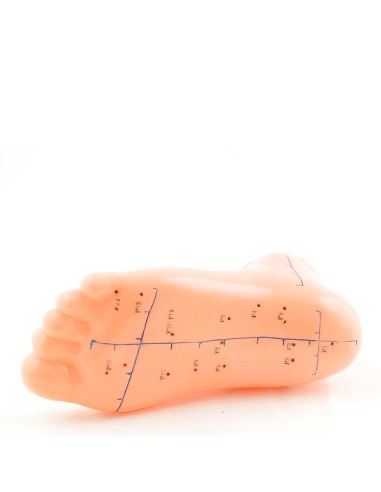 Modèle de pied d'acupuncture grandeur nature