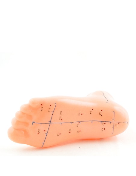 Modelo de pie de acupuntura a tamaño real