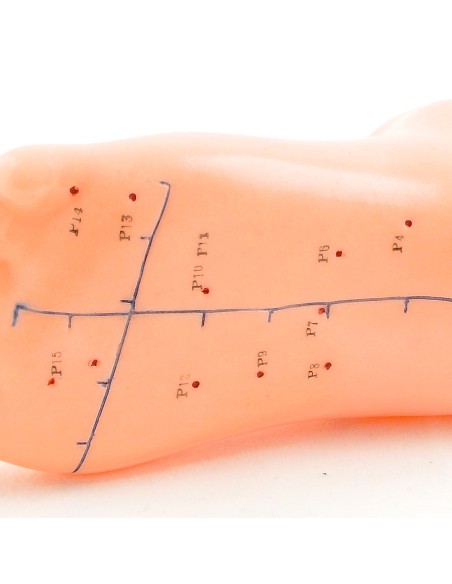 Modèle de pied d'acupuncture grandeur nature