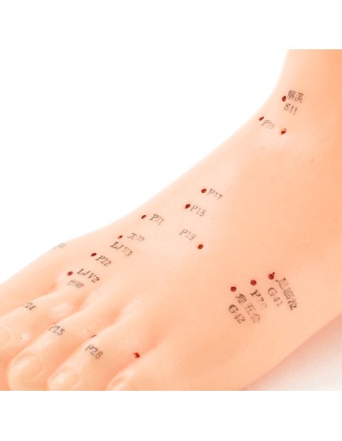 Modèle de pied d'acupuncture grandeur nature