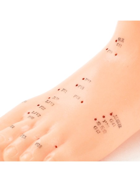 Modèle de pied d'acupuncture grandeur nature