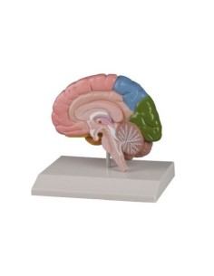 View enlarged Erler Zimmer, anatomical model of the right...