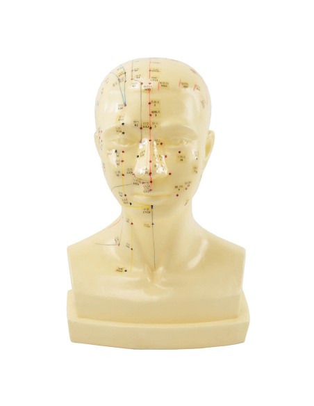 Anatomisches Kopfmodell mit Meridianen und Akupunkturpunkten