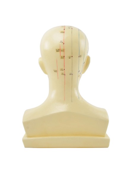 Anatomisches Kopfmodell mit Meridianen und Akupunkturpunkten