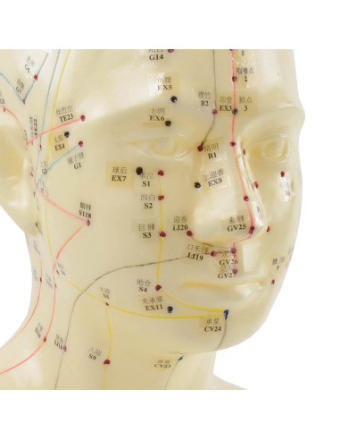 Anatomisches Kopfmodell mit Meridianen und...
