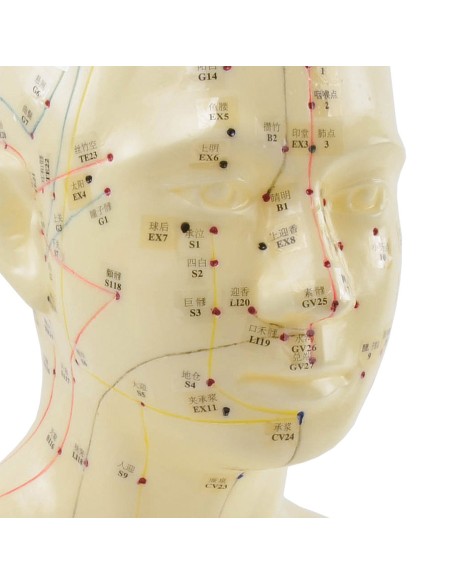 Anatomisches Kopfmodell mit Meridianen und Akupunkturpunkten
