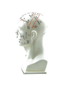 Anatomisches Modell des Kopfes im halben Maßstab mit... 2