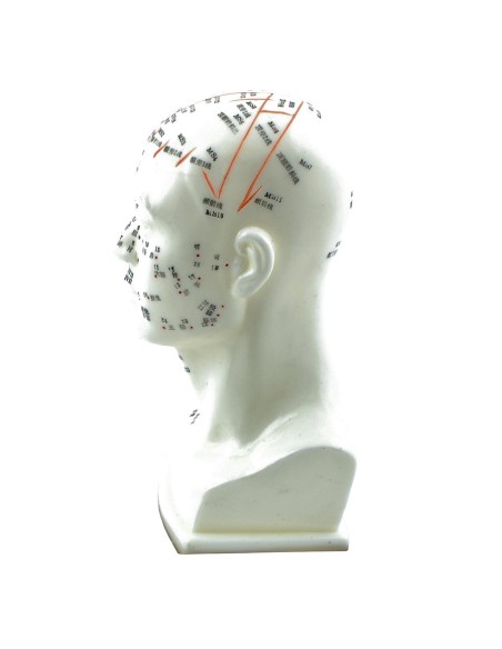 Modèle anatomique de la tête en demi-échelle avec les méridiens et les points d'acupuncture