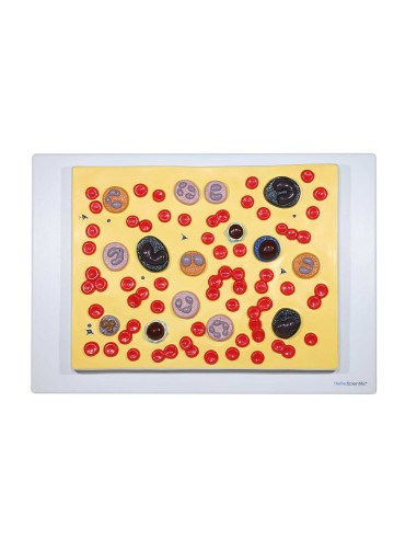 Anatomisches Modell von Blutzellen (2000x...