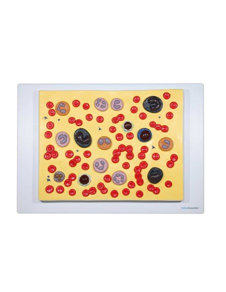 Modèle anatomique de cellules sanguines (agrandi 2000x)