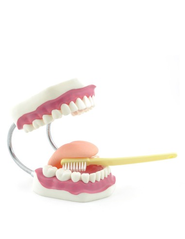 Model of proper dental hygiene with toothbrush
