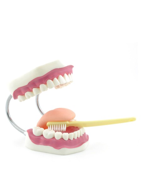 Model of proper dental hygiene with toothbrush