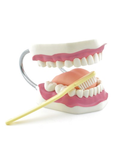 Model of proper dental hygiene with toothbrush
