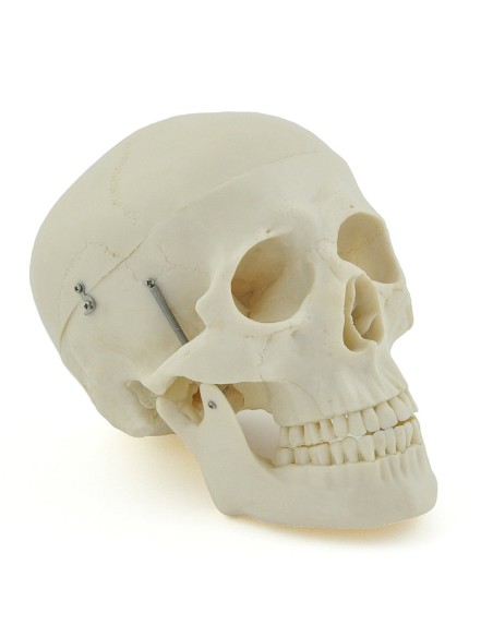 3-part white skull model with removable teeth