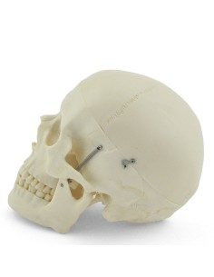 Modello di cranio bianco in 3 parti con denti estraibili 2