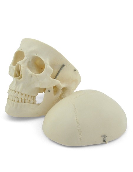 3-part white skull model with removable teeth