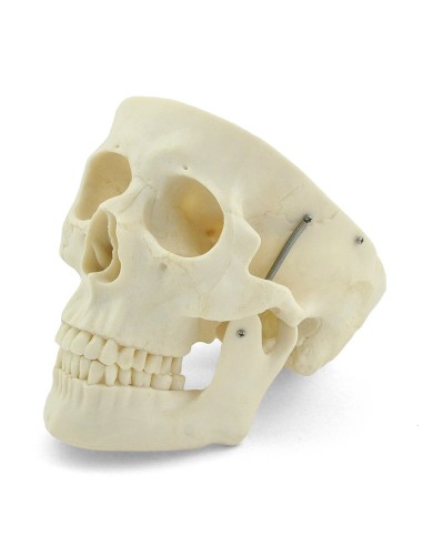 Modelo de cráneo blanco de 3 piezas con dientes...