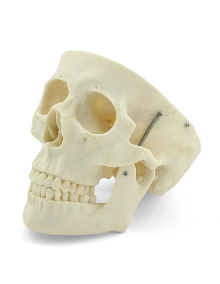 Modèle de crâne blanc en 3 parties avec dents amovibles