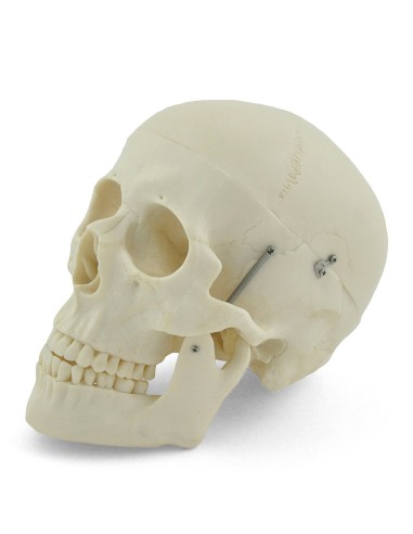 3-part white skull model with removable teeth