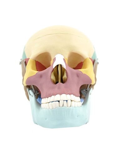 Modello di cranio colorato in 3 parti con denti...