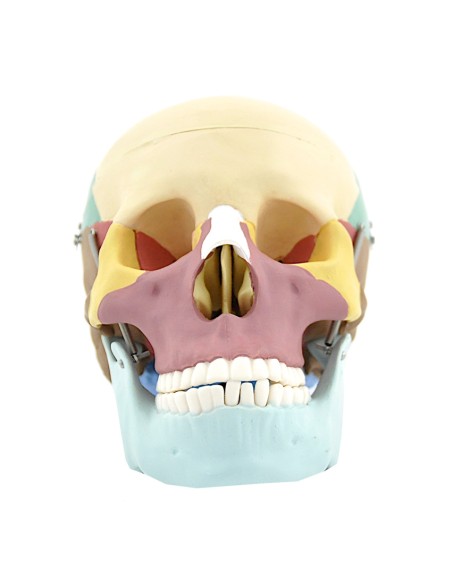 Modello di cranio colorato in 3 parti con denti estraibili