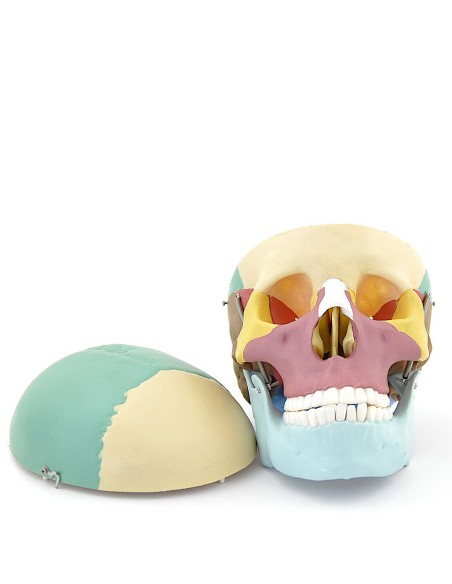 Modello di cranio colorato in 3 parti con denti estraibili
