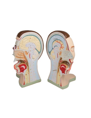 Cabeza y cuello, 5 piezas Erler Zimmer C60