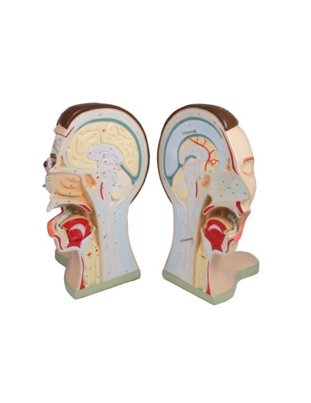 Cabeza y cuello, 5 piezas Erler Zimmer C60