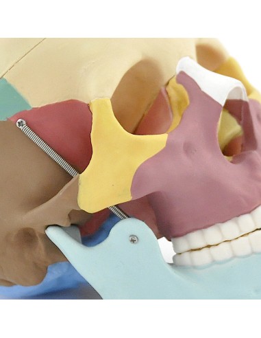 Modello di cranio colorato in 3 parti con denti...