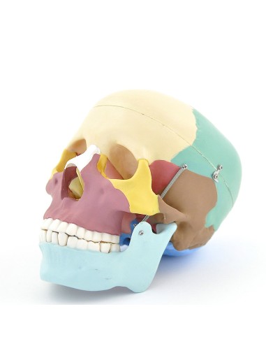 Modello di cranio colorato in 3 parti con denti...
