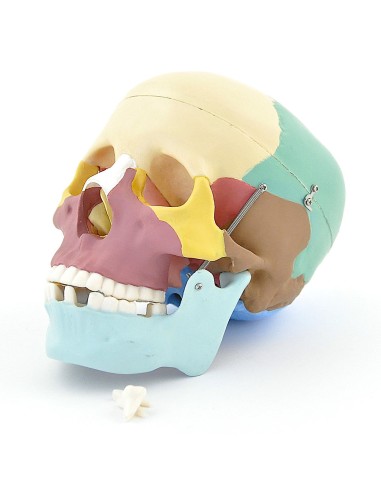 Modello di cranio colorato in 3 parti con denti...