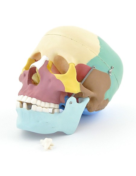 Modello di cranio colorato in 3 parti con denti estraibili