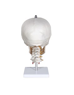 Modell eines Schädels mit Halswirbelsäule 2