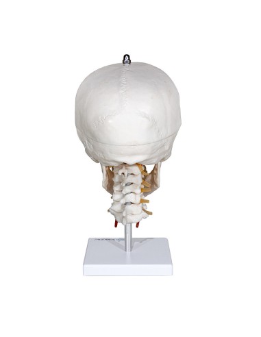 Modello di Cranio con Colonna Cervicale