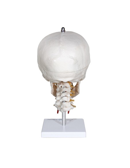 Modello di Cranio con Colonna Cervicale