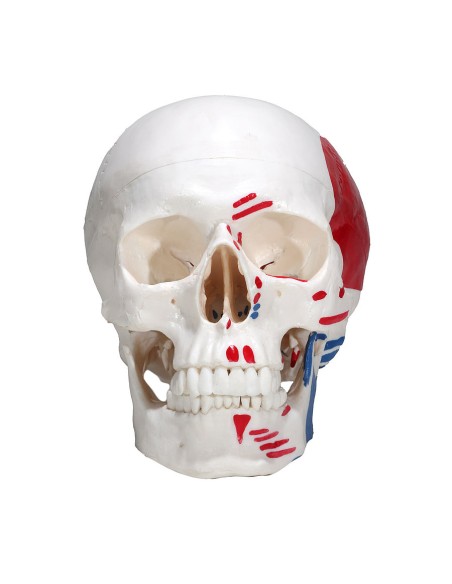 Modelo de cráneo en tres partes con músculos e inserciones