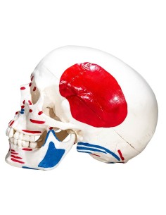Model of three-part skull with muscles and insertions 2