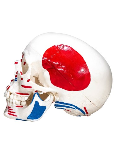 Dreiteiliges Schädelmodell mit Muskeln und...