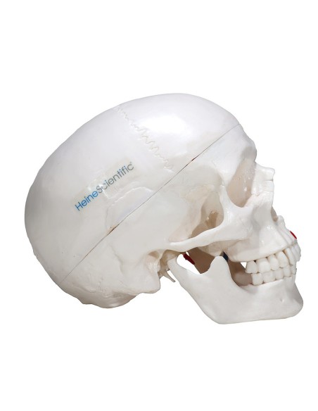 Modelo de cráneo en tres partes con músculos e inserciones