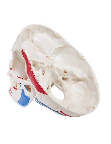 Dreiteiliges Schädelmodell mit Muskeln und...