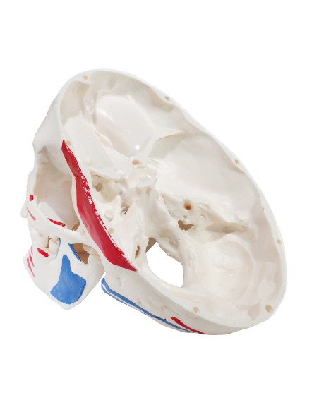 Modelo de cráneo en tres partes con músculos e inserciones
