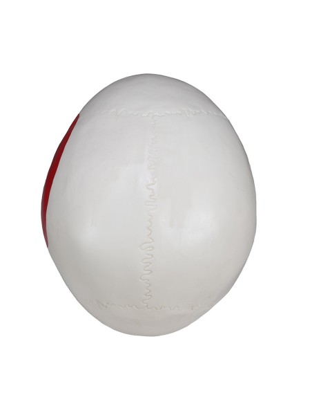 Dreiteiliges Schädelmodell mit Muskeln und Ansätzen