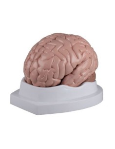 Erler Zimmer, modello anatomico di cervello, scomponibile...